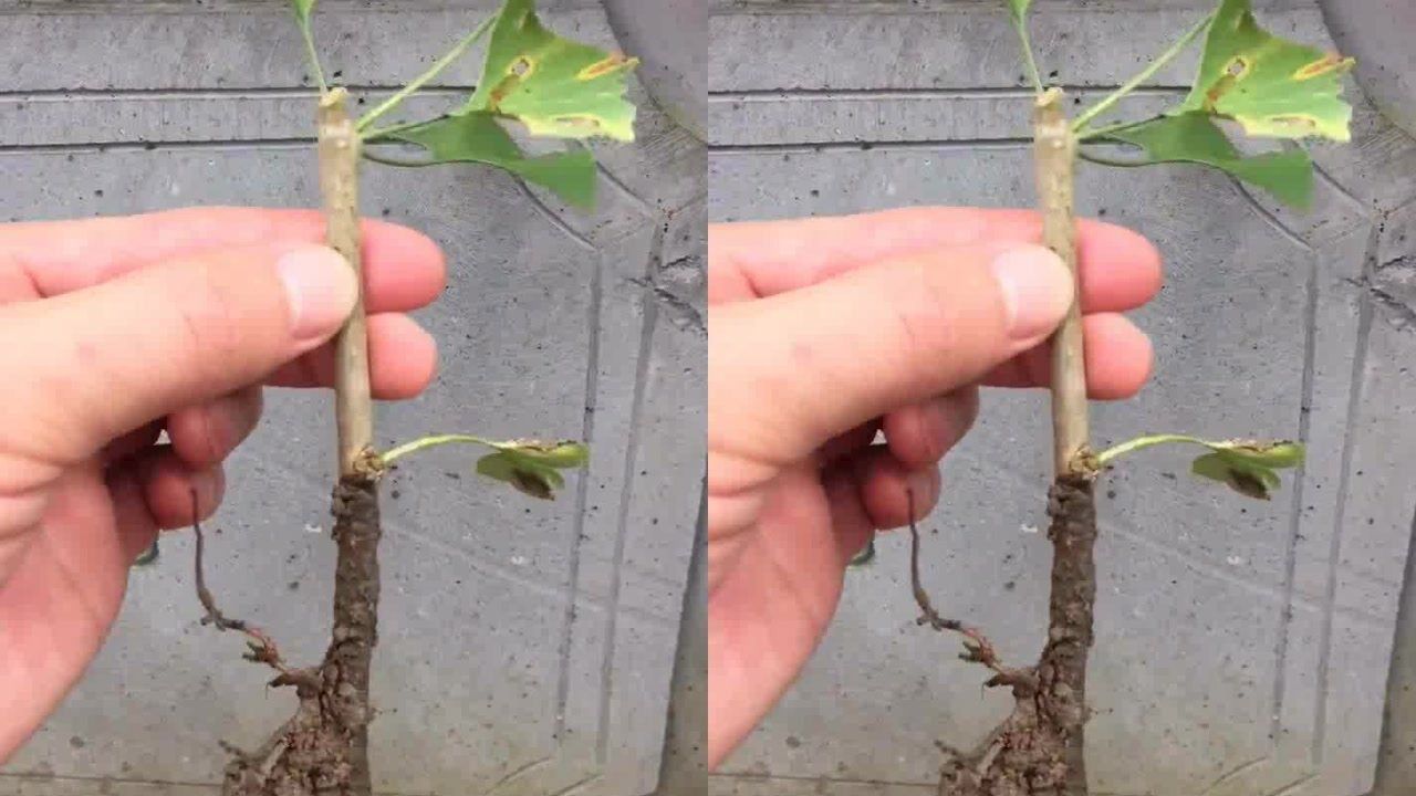 银杏树扦插流程及注意事项_腾讯视频