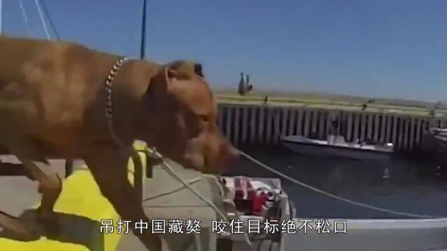 世界上“最凶猛”狗,吊打中国藏獒,一旦咬住目标绝不松口!