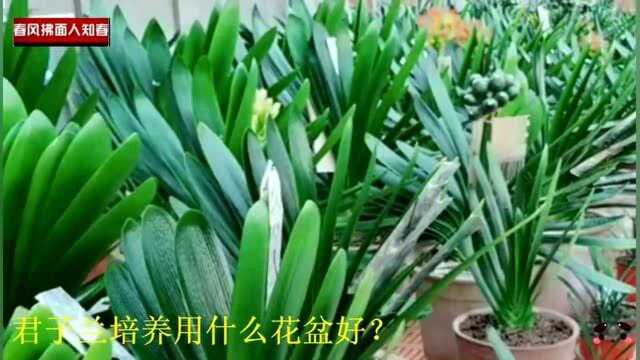 君子兰培养用什么花盆好?透气透水要好肥料麻子就可,橡树叶基质