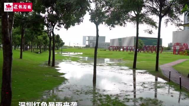 深圳红色暴雨来袭!公园草地变湖泊