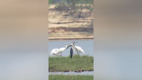 鄱阳湖迎来首批越冬候鸟白琵鹭，比去年早11天