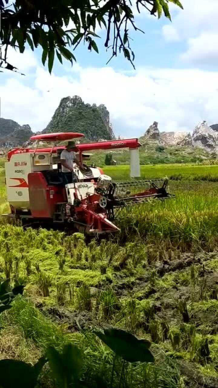 丰收的季节,收割机割稻谷有多少人没见过呢?