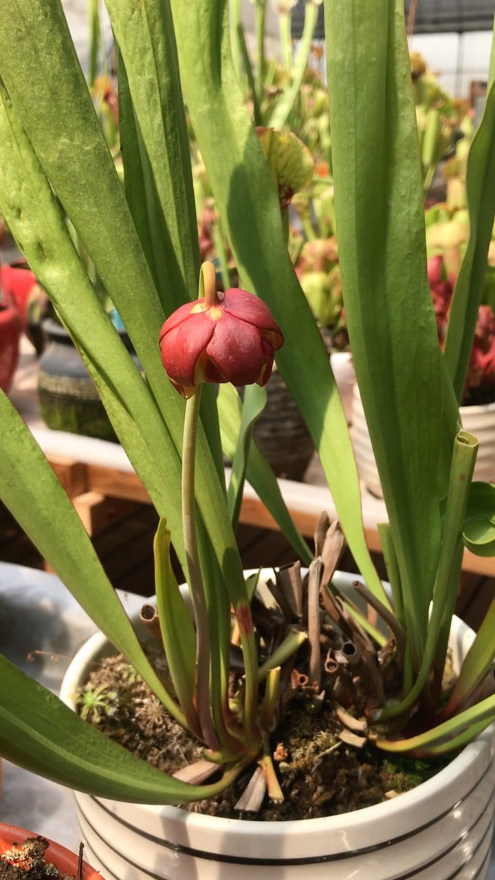 萌植苑食虫植物基地里面的瓶子草开花啦海角瓶子草