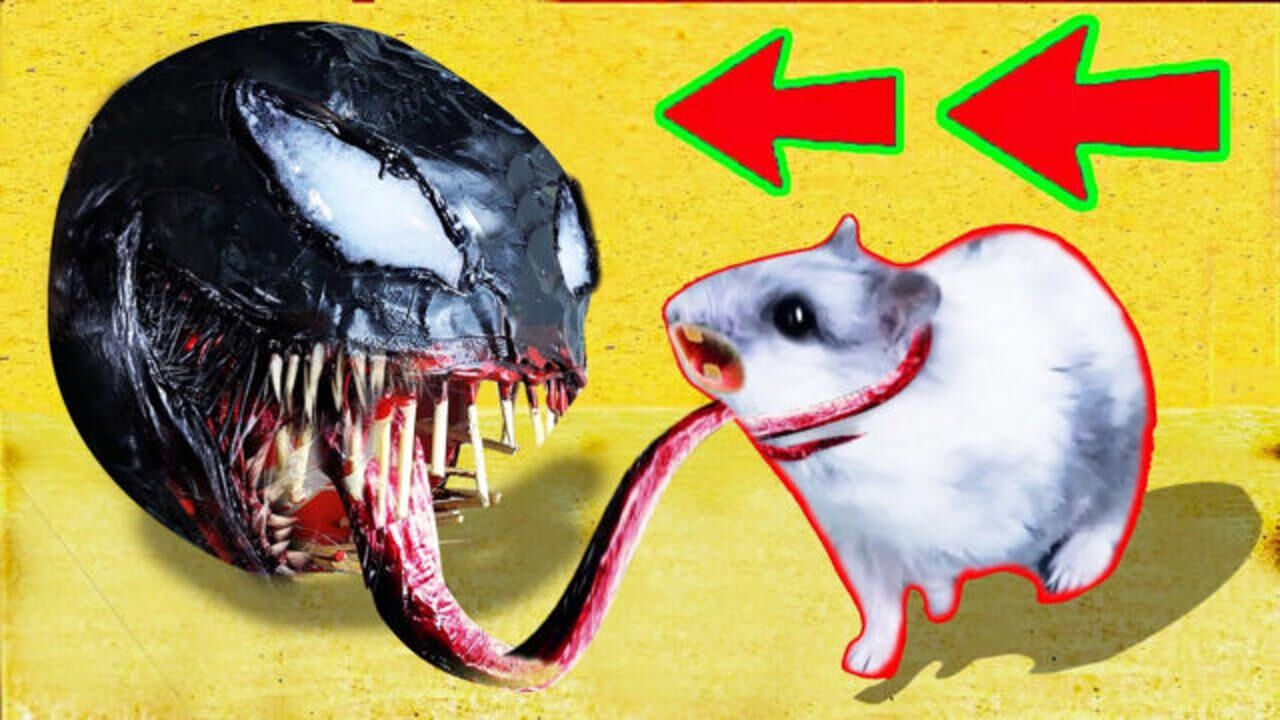 仓鼠vs蝎子图片
