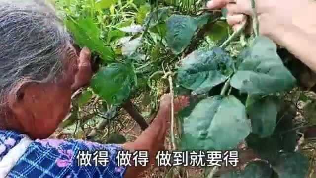 农村奶奶非常勤劳,种植的蔬菜都很好