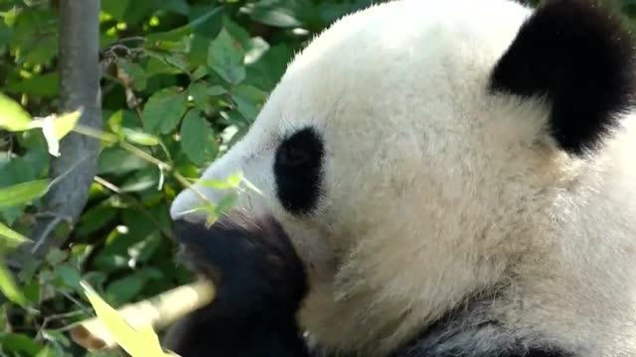 国宝大熊猫在奥地利动物园日子过的怎么样?和我一起来看看