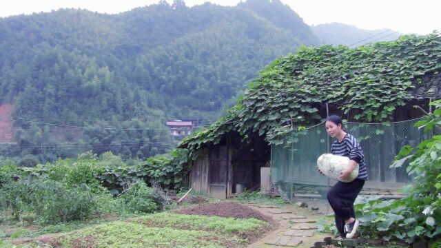 洛小梨独居山里自耕自种的第400天,摘个大冬瓜裹上面粉煎着吃