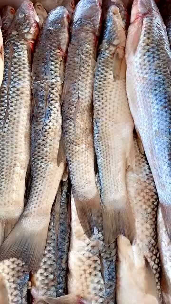 海梭魚真便宜!