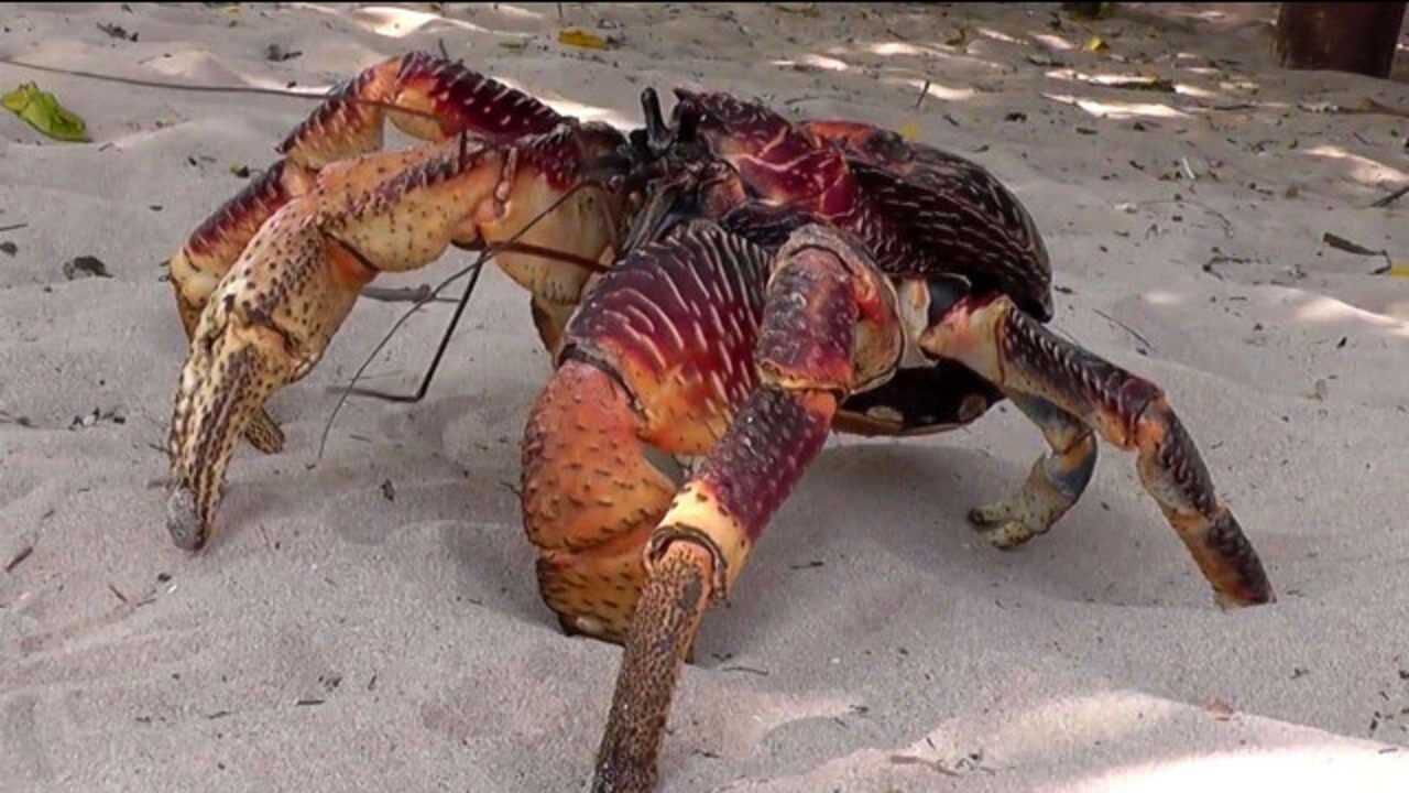 "椰子蟹"破坏力到底有多强?镜头记录全部过程,网友:难以置信!