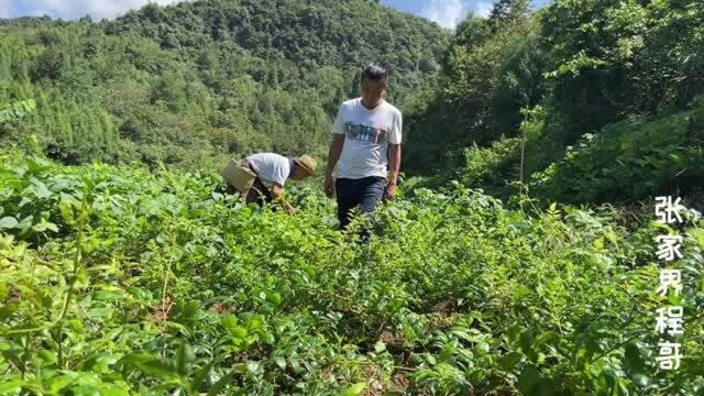 莓茶学名显齿蛇葡萄,有多少朋友喝过?农村人在采摘