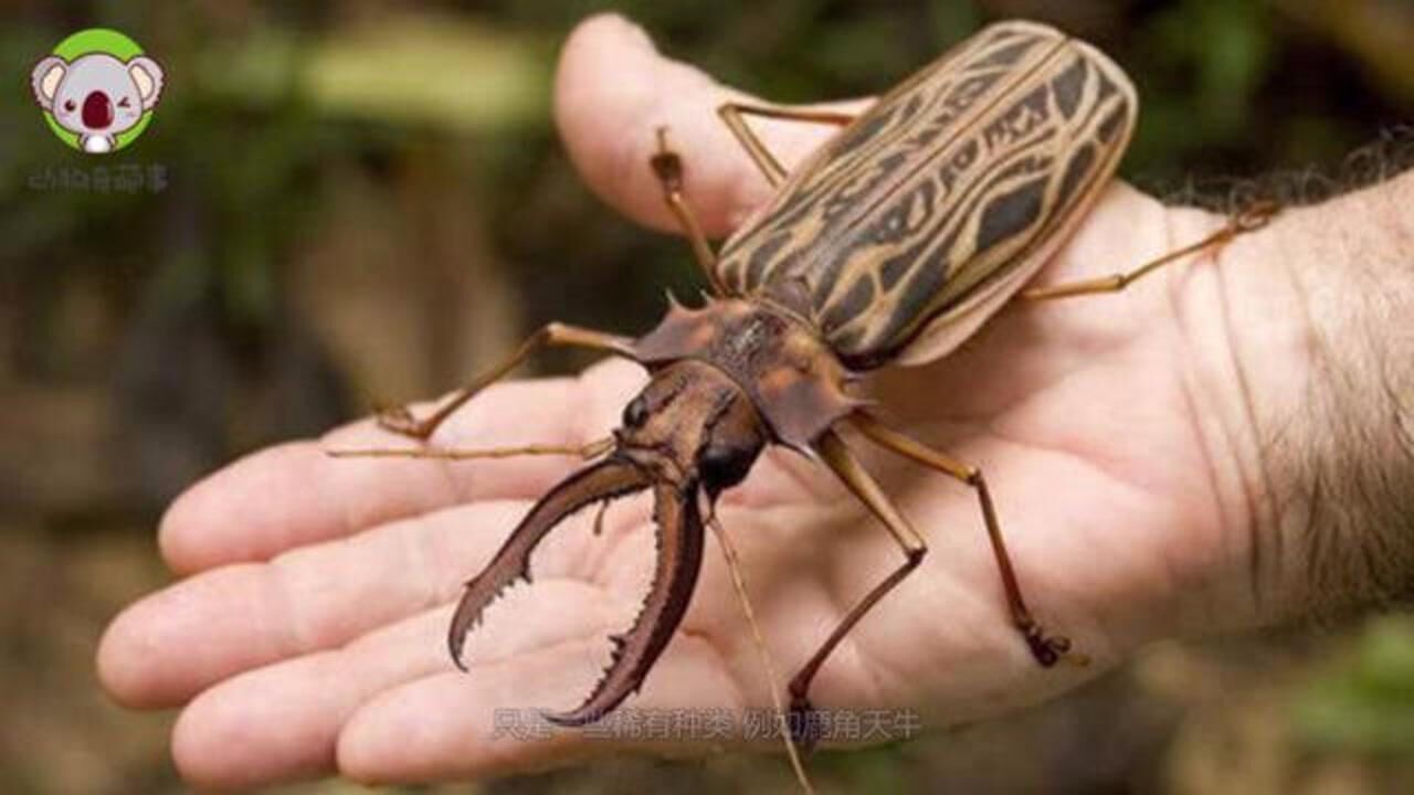 曾卖587万一只常被农民一脚踩死价值十分珍贵遇到别伤害