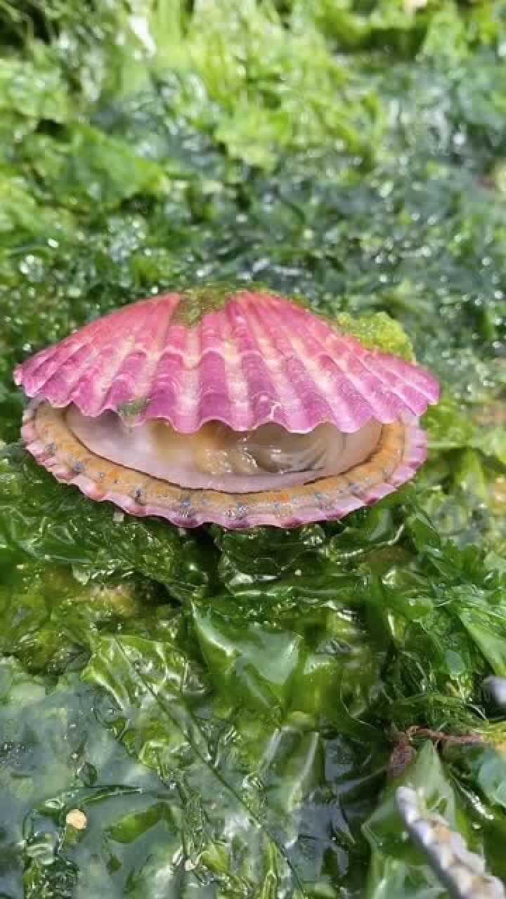 赶海遇上扇贝开嘴,里面满满的蓝宝石珍珠,这下发财了!