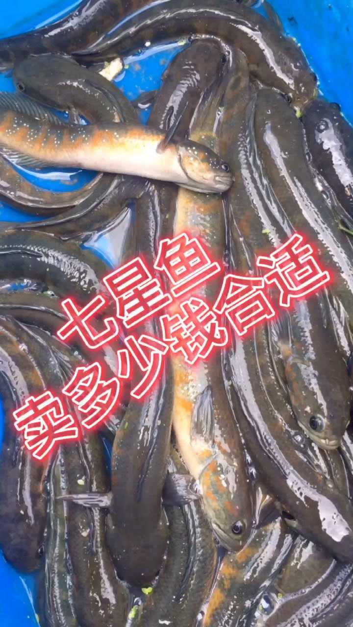你们觉得七星鱼要卖多少钱合适#水产养殖 #钓鱼 #水族 #海鲜 #野生鱼