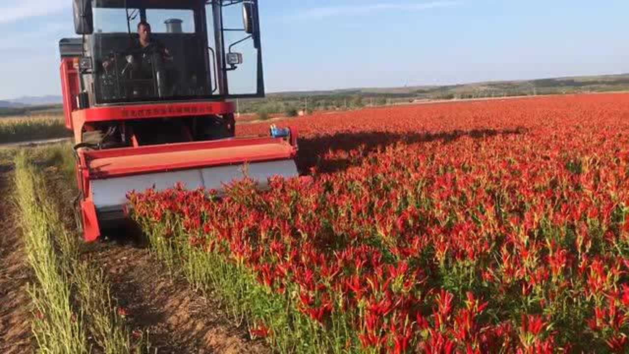 朝天椒收获机采摘机采收机辣椒收割机_腾讯视频