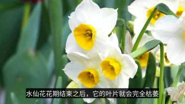 水仙花的养殖要点