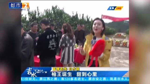 柚王诞生 甜到心里