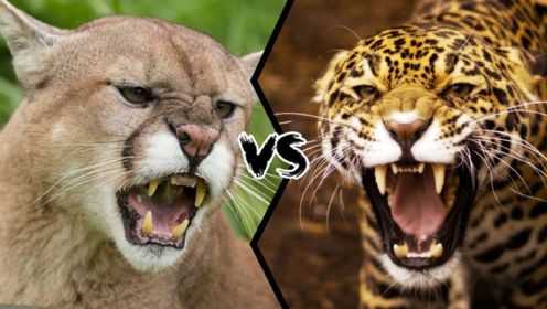 美洲狮VS美洲豹,谁才是最强的猫科动物？既生豹何生狮？