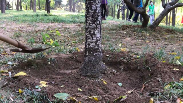 海淀“互联网+全民义务植树”基地揭牌 海淀公园收割节同期举行