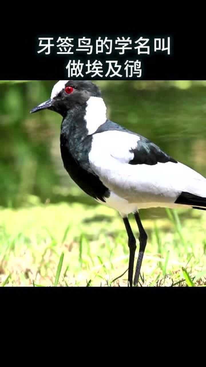 牙签鸟自己摸索出来的,和鳄鱼共生互惠的方法,不得不让人赞叹,太聪明