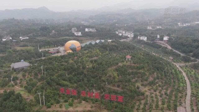 重庆梁平:万亩柚海果飘香 引16国驻成渝领事打卡