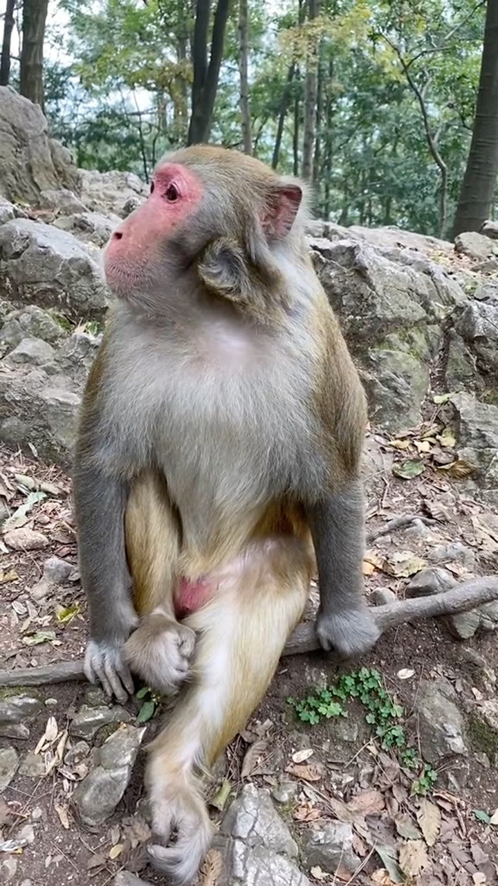 这老猴子吃个黄瓜还得闻一下啥味的