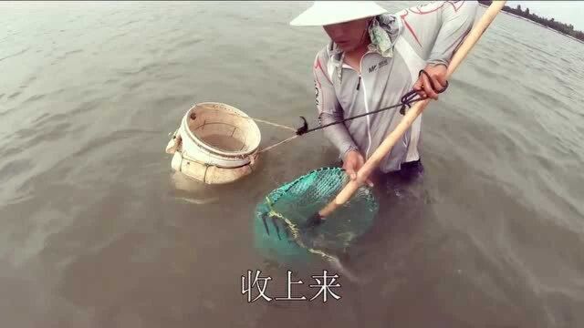 退潮赶海挖到十几斤海白,这么大的个头也太牛掰了吧