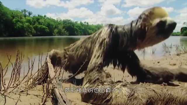 外国的生物真是太可怕,就连鱼都有这么长的牙齿,一听名字更吓人!