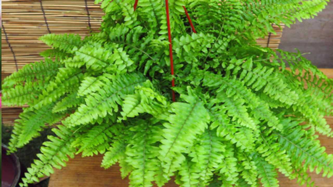 观叶植物蕨类入冬的养护方法,只要细心一些做好这几点,就能安全越冬