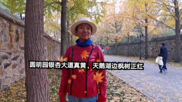 圆明园银杏大道等你来拍照