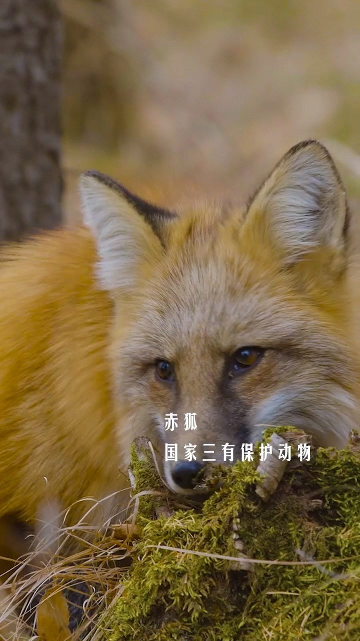 人生第一次国家三有保护动物赤狐俗称火狐狸拍摄过程以为摄像师受伤还