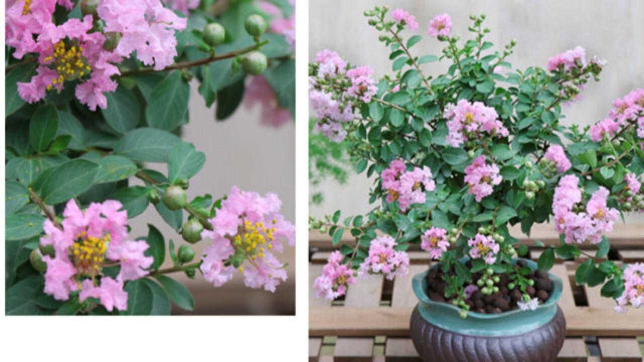 紫薇花养护小窍门,开花多花期长,新手也能养得好