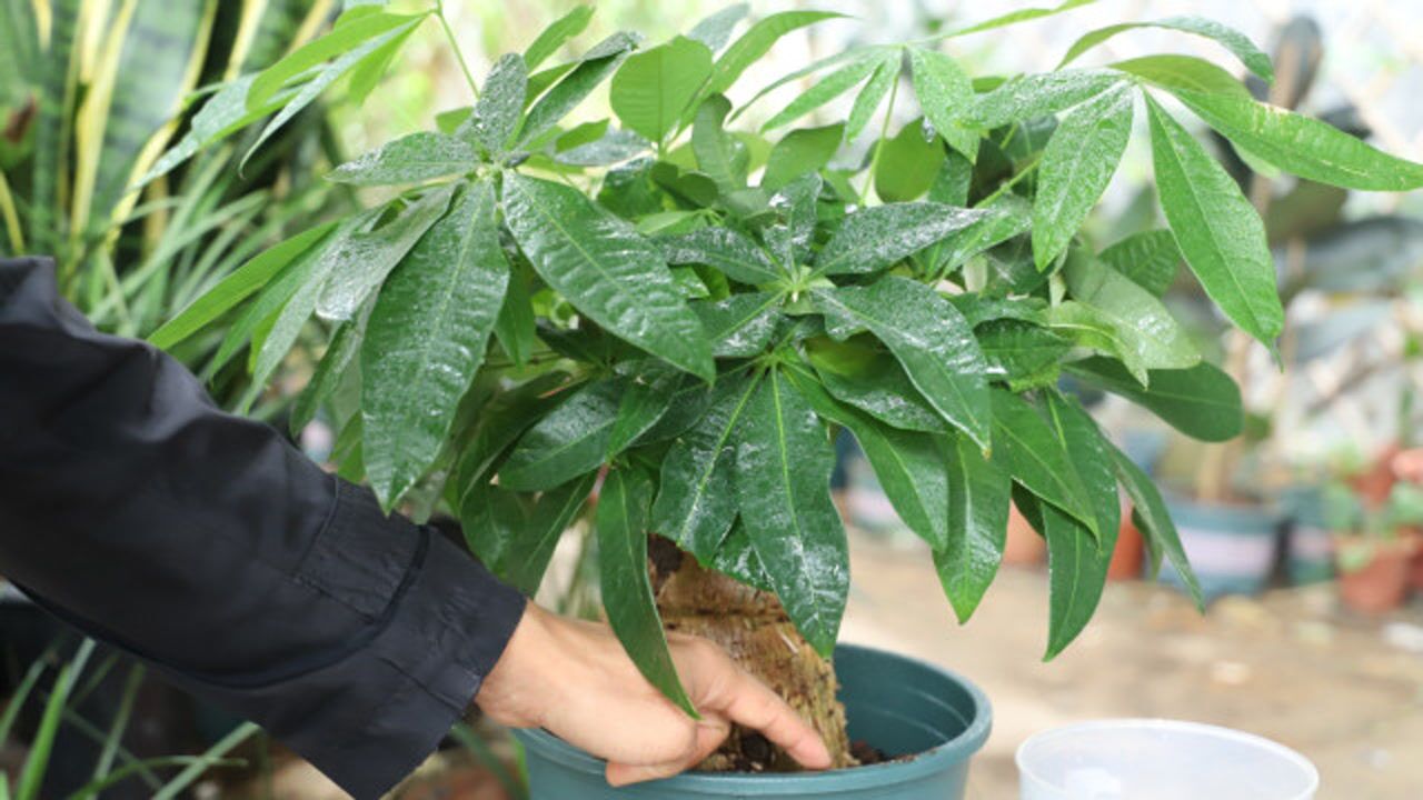 冬季养发财树,这个正确浇水技巧要牢记,避免受冻害或引起烂根!