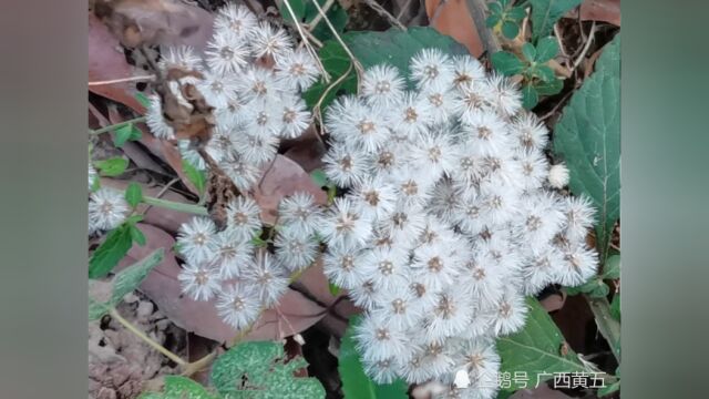 这种开花很漂亮的植物叫消山虎,是一种中草药,来认识一下吧