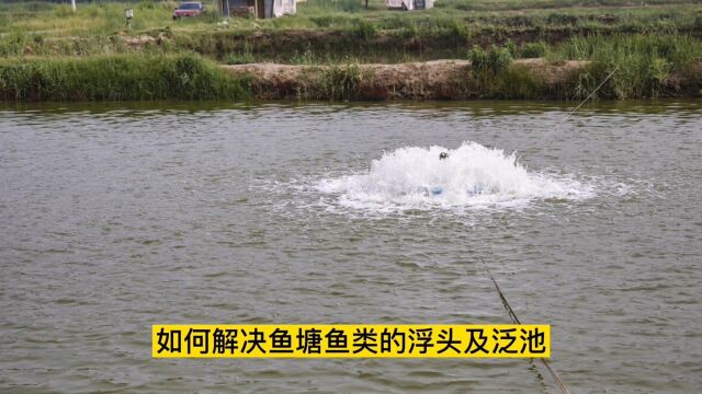 水产养殖:鱼类浮头及泛池,原因不仅仅只是缺氧