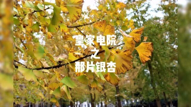 四川电力职业技术学院的那片银杏~