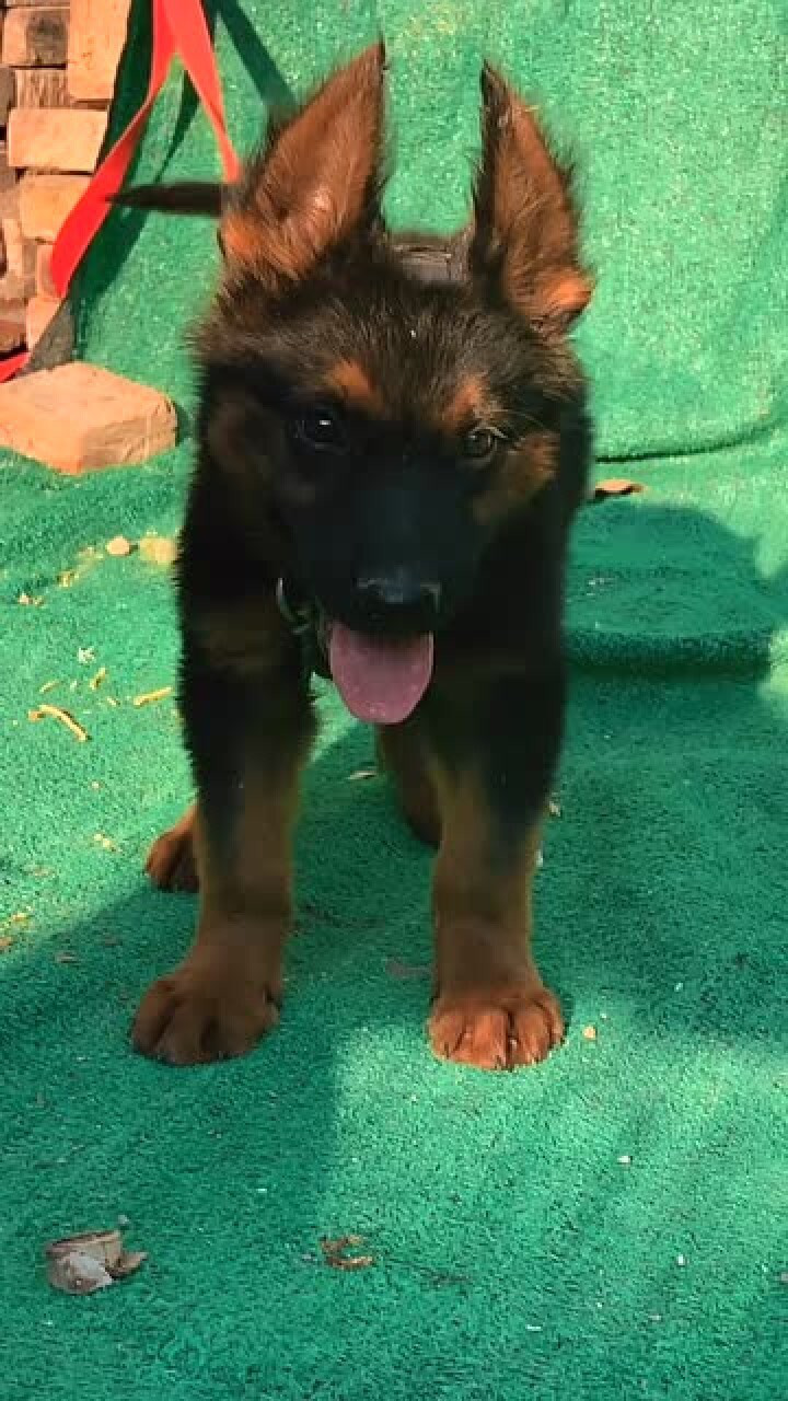 黑背红腿放羊犬听说这一只狗狗成年后可放几十只羊