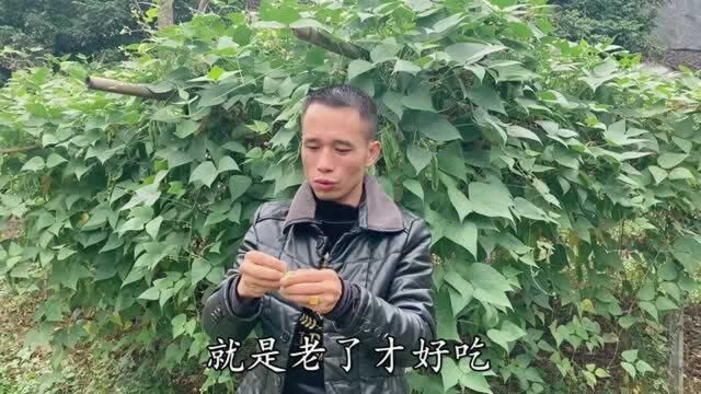 小辉去建鹏家摘荷包豆,一下子摘了一篮,用来炖排骨炒肉很好吃