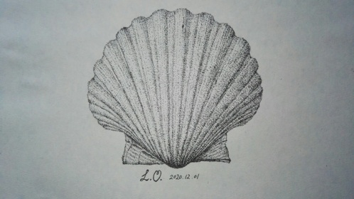 水性笔素描点画《扇贝》