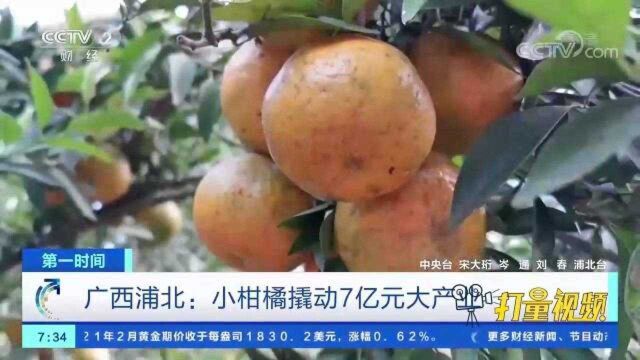 广西浦北:小柑橘撬动7亿元大产业,助力农户脱贫致富