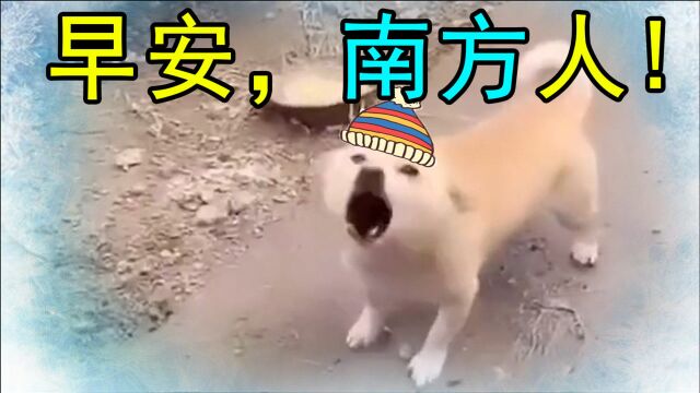 早安,南方人!(过 冬 限 定 版)