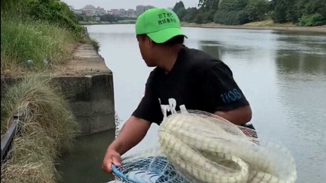 暴雨过后来闸口捕鱼,小哥偷袭鱼群的技术果然厉害,轻松爆网!