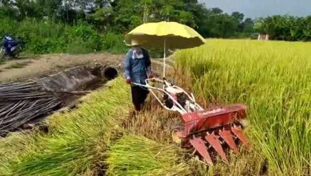 高手在民间,农村人发明的手扶式水稻收割机,比开拖拉机还简单!