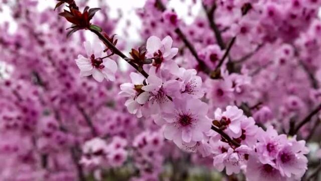 提高生活乐趣,学会制作一盆独一无二的榆叶梅盆景,其乐无穷