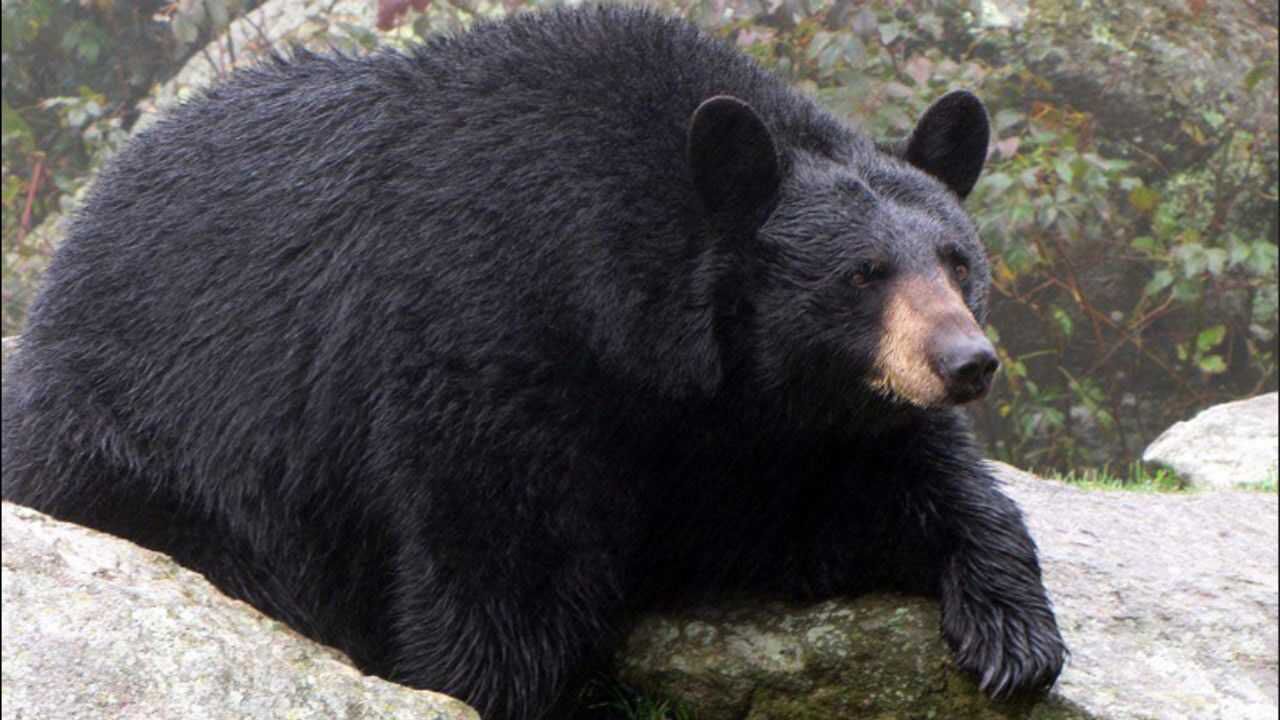 美国一头棕熊被评为年度最胖熊体重达635公斤憨憨的样子萌倒众人