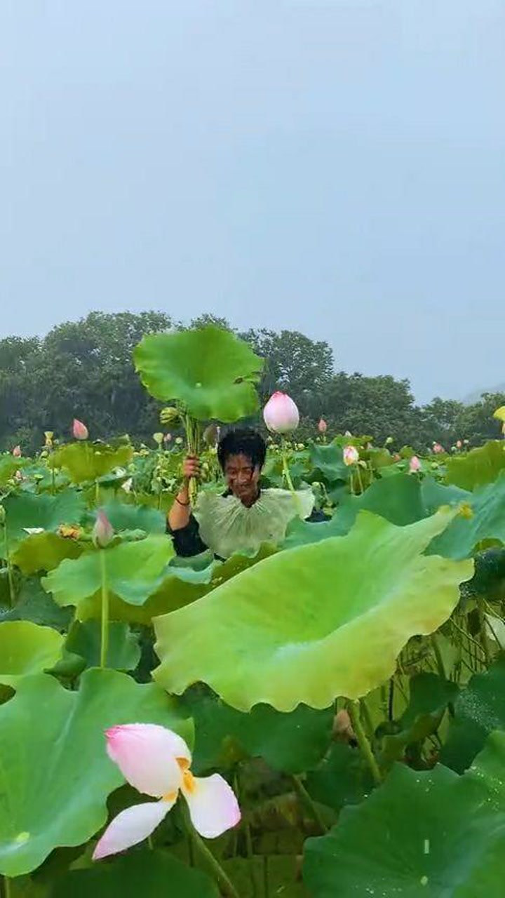 荷叶像雨伞图片