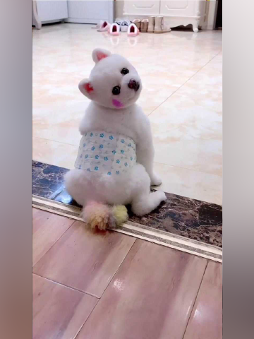 博美闹闹想出去玩瞧它的眼神太可爱了萌萌哒