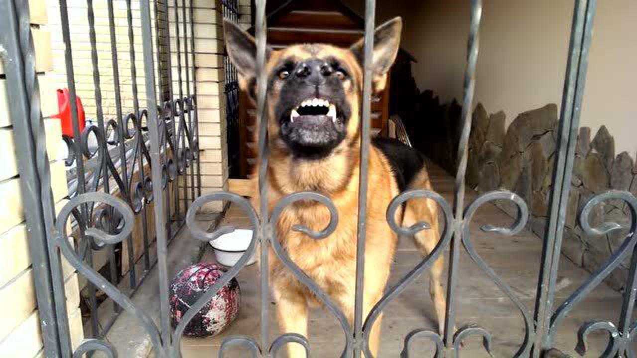 德牧怒吼陌生人像狼一样露出可怕的尖牙