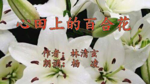 《心田上的百合花》作者:林清玄 朗誦:楊凌_騰訊視頻