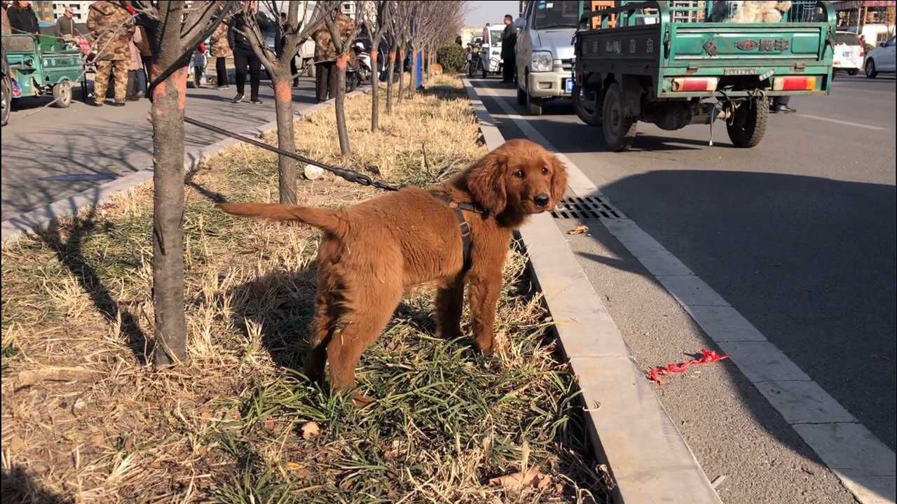 这只枫叶红小金毛真漂亮头版毛色和气质让人喜欢得不要不要的