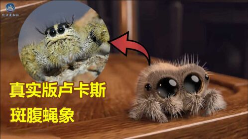 小蜘蛛卢卡斯的原型你们见过吗